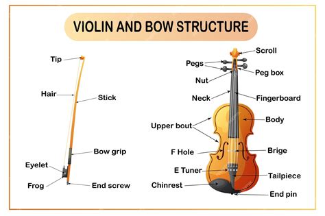 Premium Vector | Violin and bow infographic The structure of a musical ...