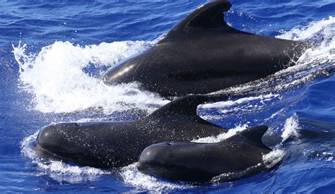 Groups of pilot whales have different dialects - Earth.com