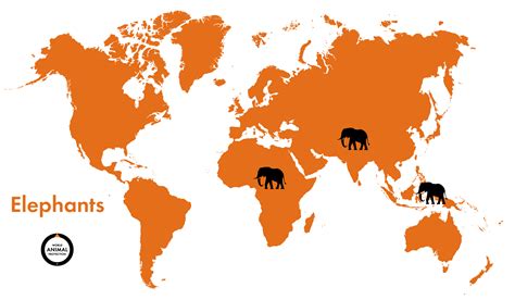 Elephant Facts | Education Center