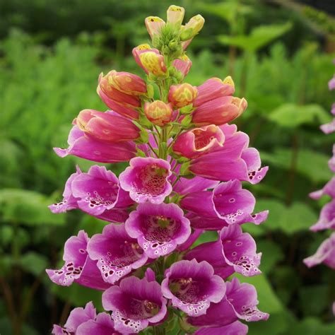 Foxglove Perennial Plants