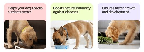 Deworming | Supertails