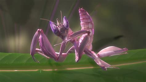 Blue Orchid Mantis