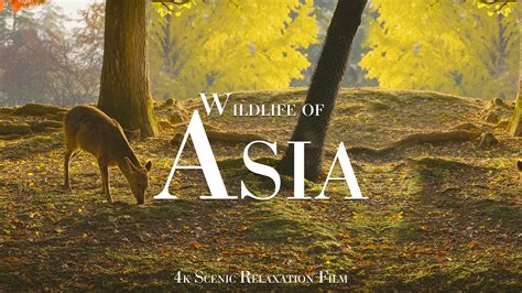 A Journey Through Primates of Asia and Wildlife of Japan – Captured in 4K