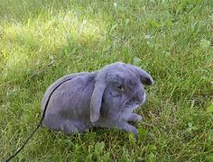 Image result for Opal Mini Lop