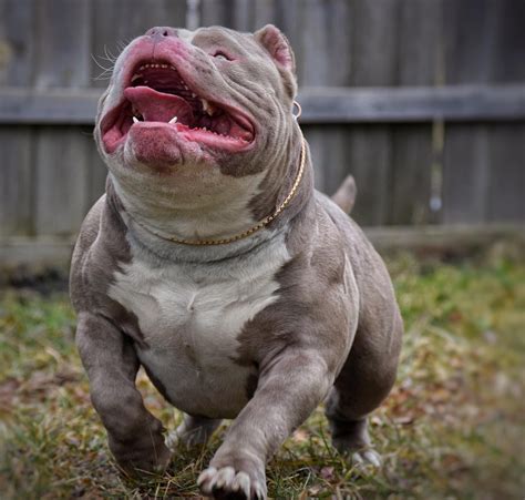 What Is A Pocket Bully Puppy at Koby Rawling blog