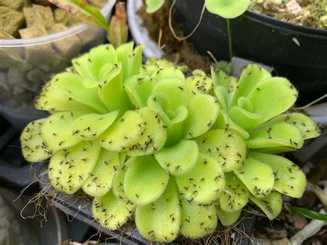 Pinguicula Care—Growing Butterworts Indoors | Carnivorous plants, Weird ...