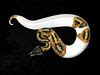 Ralph Davis Reptiles - Collection - Pythons - Ball Pythons - Piebald