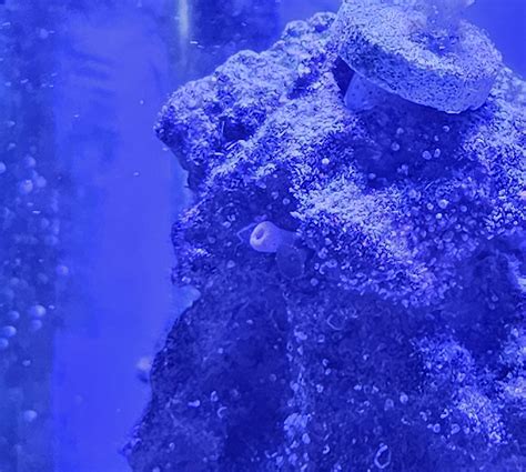Anyone know what these are? : r/ReefTank