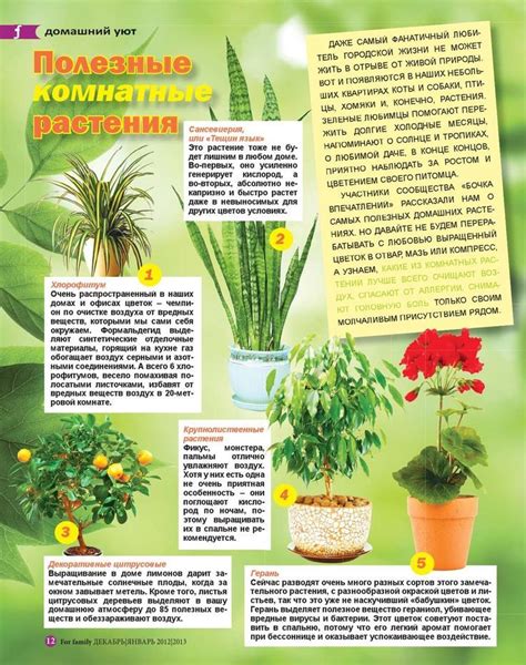 Полезные комнатные растения | Растения, Садоводство на балконе, Сад на ...
