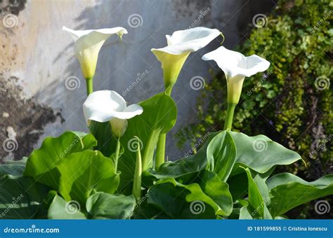 Beautiful Fresh White Flowers and Green Leaves of Zantedeschia Plant ...
