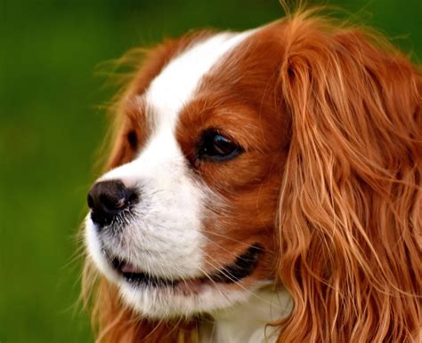Cavalier King Charles Spaniel: Characteristics and more