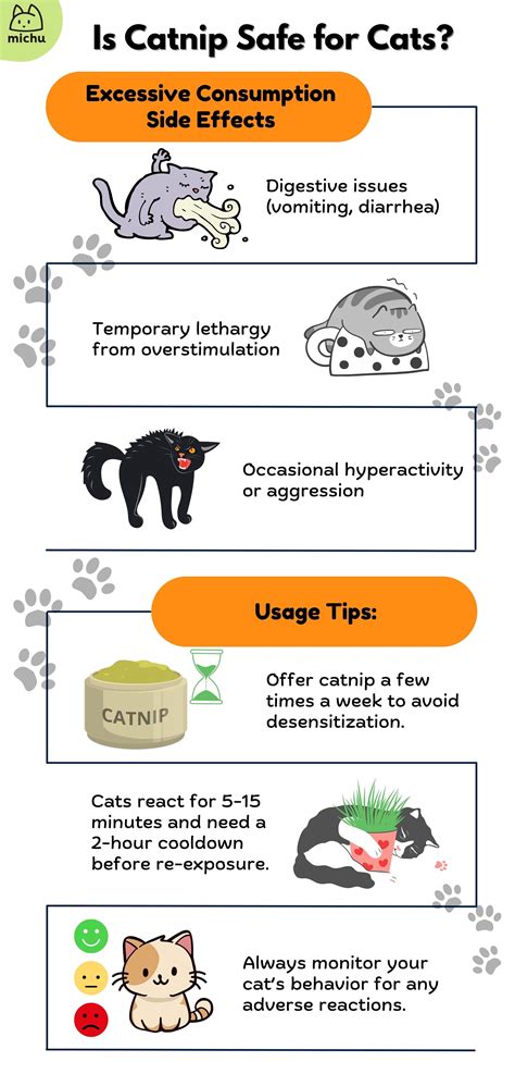 Is It Safe For Humans To Smoke Catnip Or Is It Just For Cats
