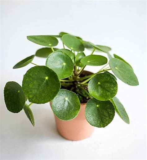 Desi Gardener Pilea Peperomioides Indoor Plants for Living Room ...