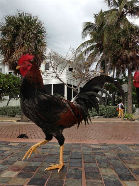Key West chickens - Part of the local culture but can be a noisy alarm ...