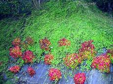 plantes vivaces pour talus plante couvrante pour talus fleur de plantes vivaces pour talus plante couvrante pour talus fleur de
