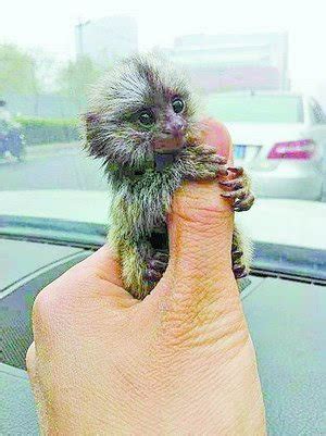 世界上最小的猴子！土豪朋友圈流行卖拇指猴 1只要价3万(图)-搜狐