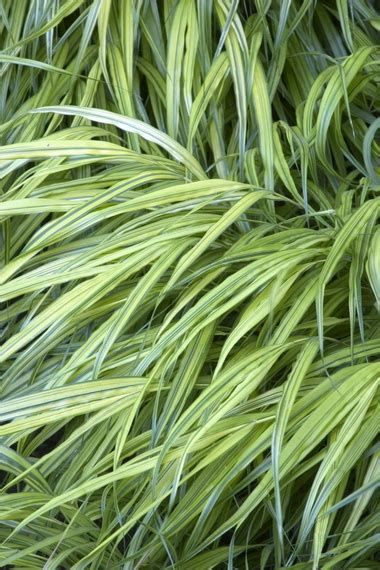 Low-maintenance plants deserve space in the garden - oregonlive.com