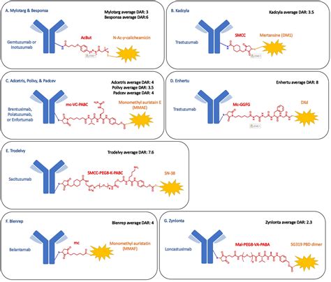 General mechanism of action of ADCs. The antibody of an ADC binds to ...