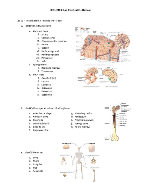 Lab Practical 1 Anatomy And Physiology 2