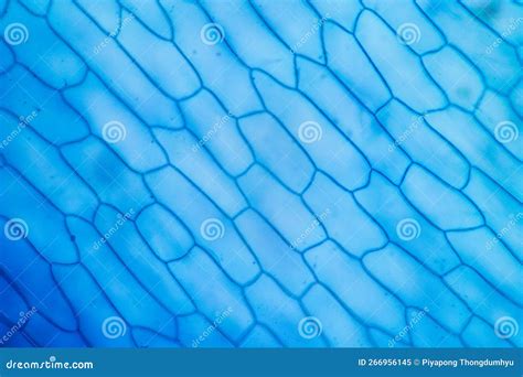 Protozoa and Plant Cells Under the Microscope for Education. Stock ...