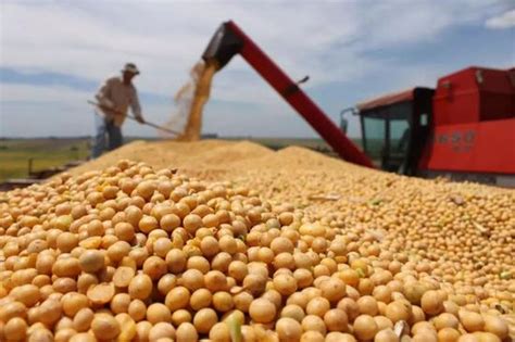 美媒：美国这个称号或不保 但仍有大豆在流向中国|大豆|巴西|关税_新浪新闻