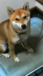 岡山の迷子犬（迷い犬） Archive - 【岡山】保護犬日記