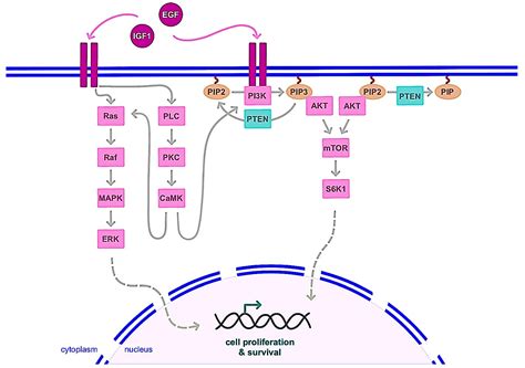 A Basic Review on Estrogen Receptor Signaling Pathways in Breast Cancer