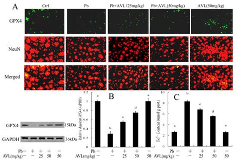 Avicularin Attenuated Lead-Induced Ferroptosis, Neuroinflammation, and ...