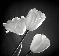 fiori in bianco e nero ste artistiche quadri e poster con bianco fiori fiori in bianco e nero ste artistiche quadri e poster con bianco fiori