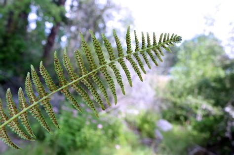 Seedless Nonvascular Plants