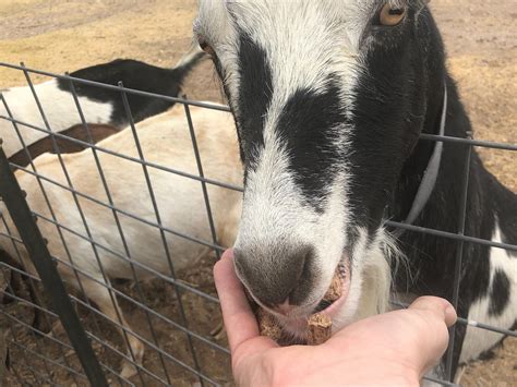 MARFA MAID DAIRY (2026) All You Need to Know BEFORE You Go (with Photos ...