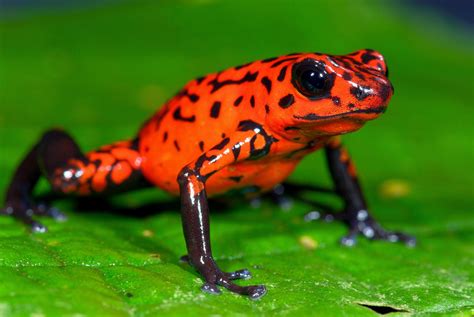 Strawberry Poison Dart Frog - Amphibians World