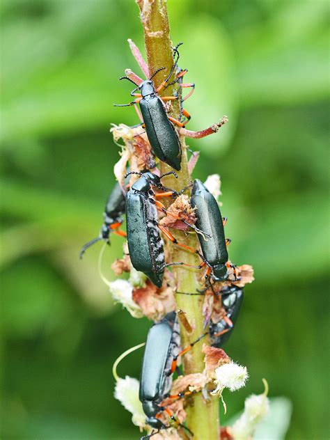 Green Blister Beetle Bite