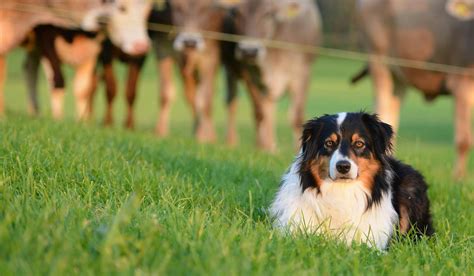 Australian Sheep Herding Dog