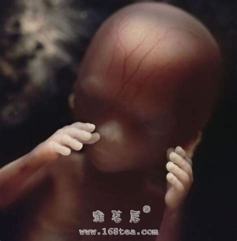 人身难得：胎儿发育过程（9-12周） - 生命科学 - 雅茗居茶文化网