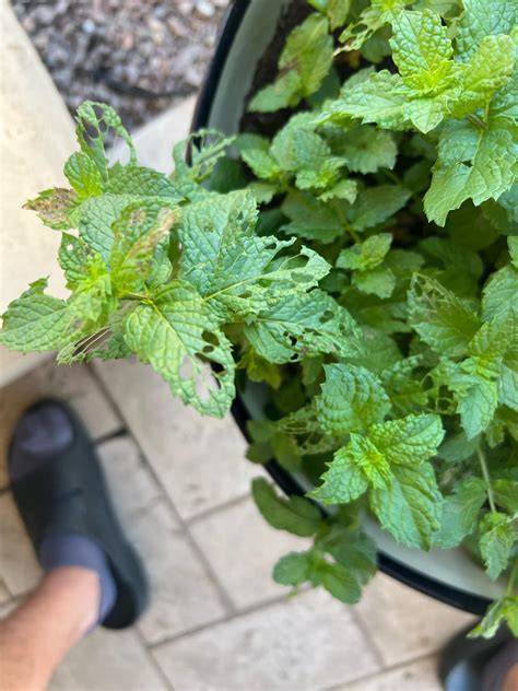 What is eating my mint and how do I prevent it? : r/gardening