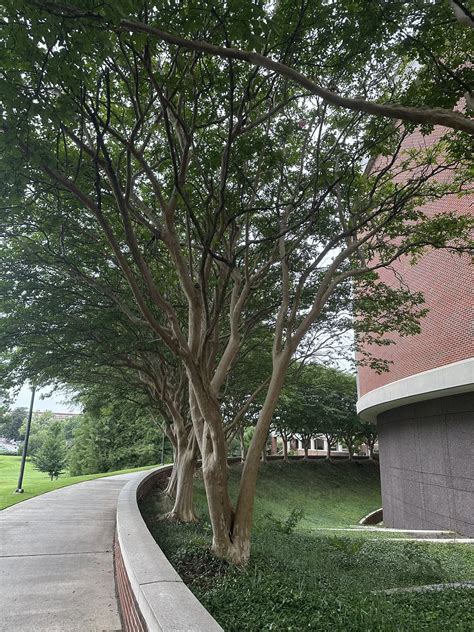 The Ralph Brown Draughon, Architecture, Design and Construction and ...