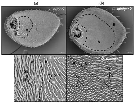 Characterisation of Antennal Sensilla and Electroantennography ...