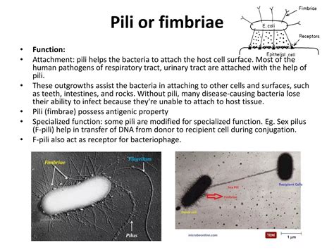 Bacteria.pdf