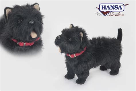 West Highland Black Terrier