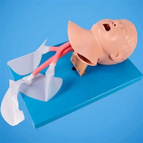 Buy WLKQ Oral Nasal Intubation Manikin, Manikins Trainer, Training ...