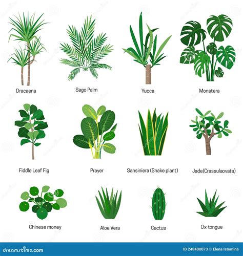 Kinds Of Plants With Names