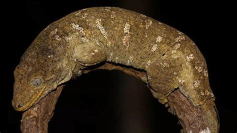 World’s largest gecko: Discover the behaviour, habitat, and more about ...