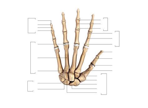 Huesos De La Mano