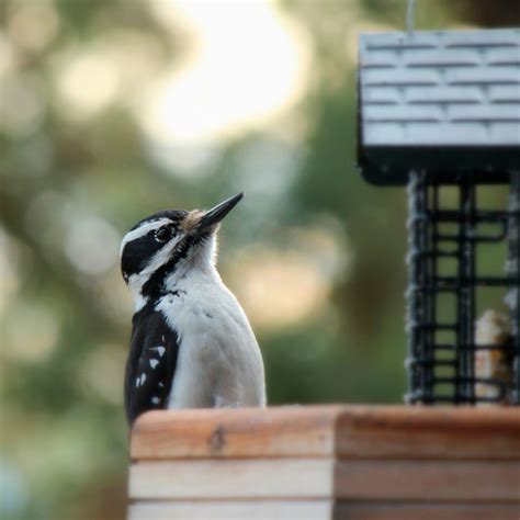 How to Deter Woodpeckers | The Family Handyman