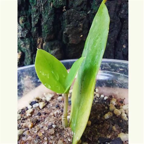 ZZ Plant Propagation: Best Methods And Pro Tips