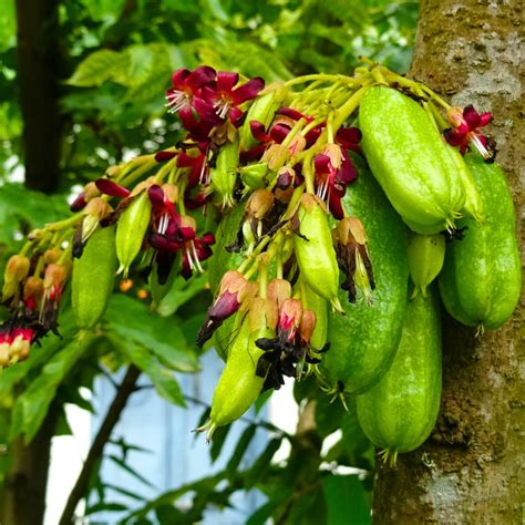 Bilimbi Seeds - Open Pollinated – Bees Plant Hub