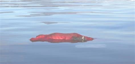 Dead body of 10-year-old girl found floating in drainage position ...