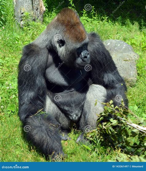 Gorillas are Ground-dwelling, Predominantly Herbivorous Stock Image ...