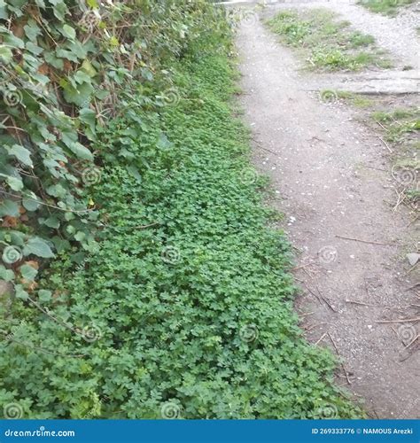 Old dirt road stock photo. Image of road, dirt, green - 269333776